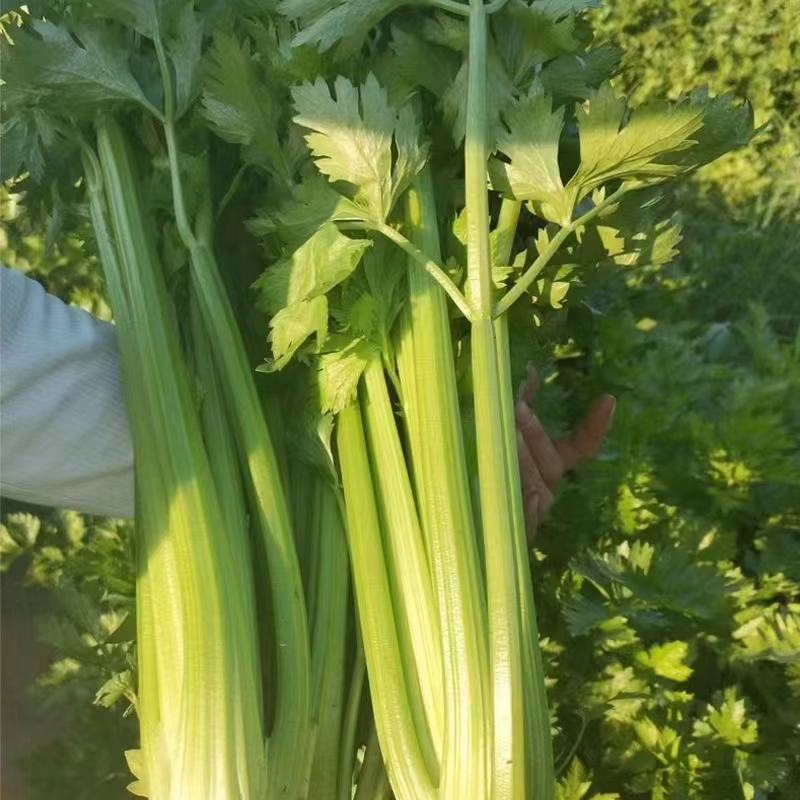 河北精品芹菜品质保证，大量有货，诚信经营，全国发货