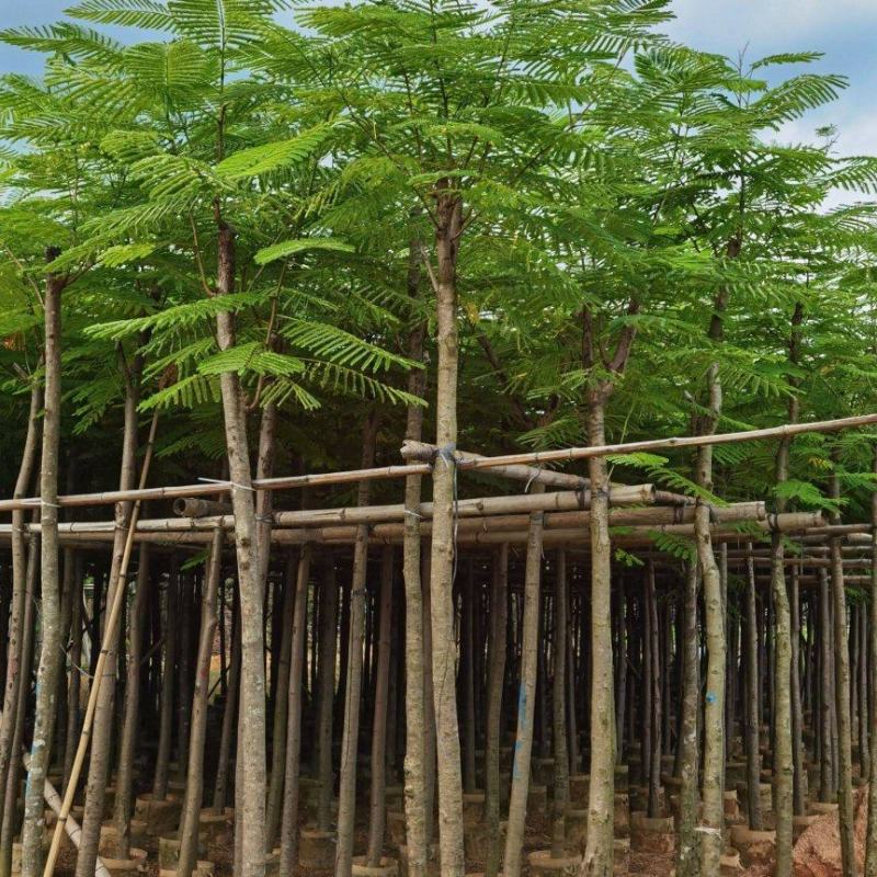 凤凰木