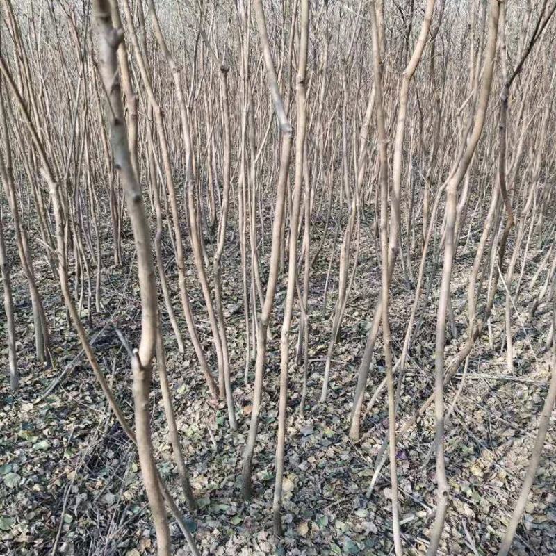 优质榉树苗营养杯苗易成活质量保障诚信为本欢迎来电