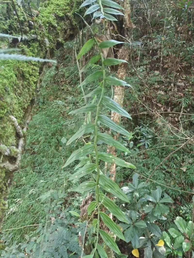 深山野生铁皮石斛