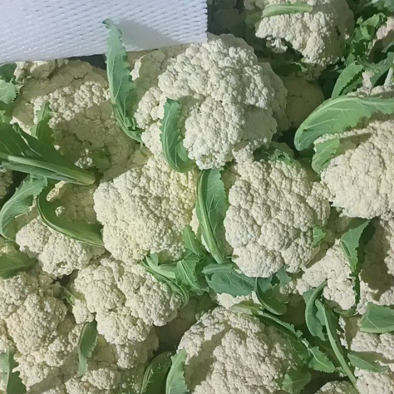 徐州沛县有机花菜大量上市中需要的老板联系