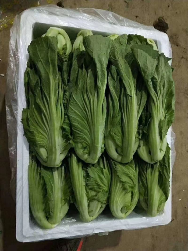 云南蔬菜，水芥，又叫苦菜，产地发货，一手货源。