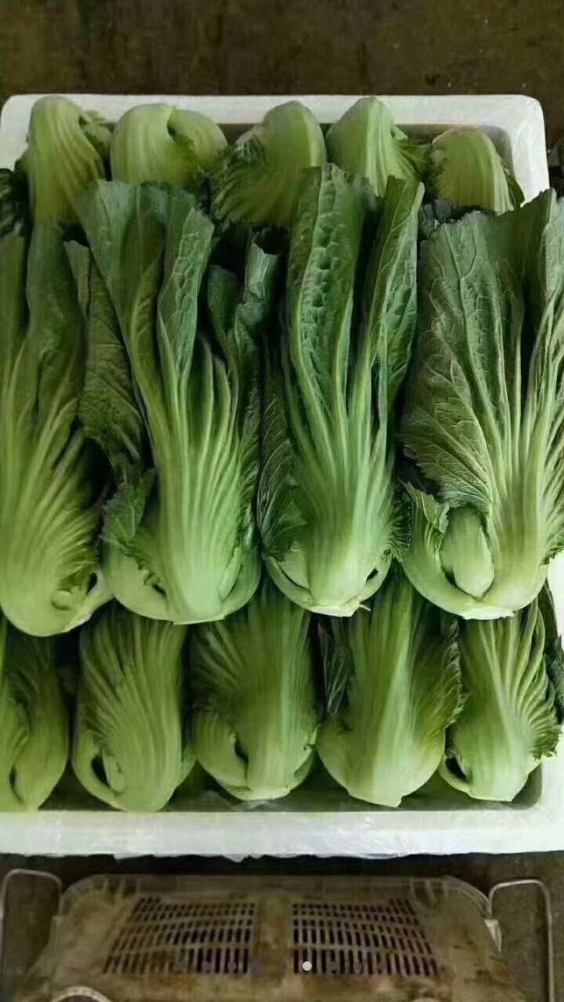 云南蔬菜，水芥，又叫苦菜，产地发货，一手货源。