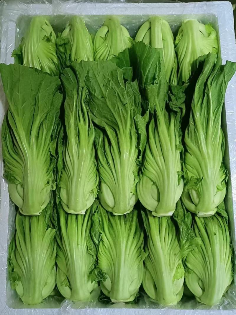 云南蔬菜，水芥，又叫苦菜，产地发货，一手货源。