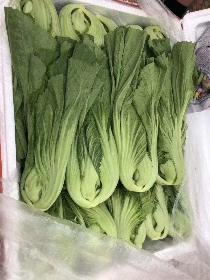 云南蔬菜，水芥，又叫苦菜，产地发货，一手货源。