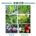 叶面肥：糖醇钾膨果着色，增加坐果率提高品质。