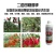 叶面肥：糖醇钾膨果着色，增加坐果率提高品质。
