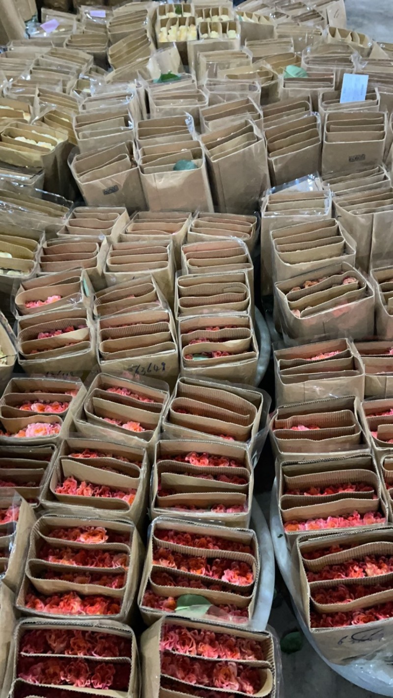 大量玫瑰有货，批发商快联系