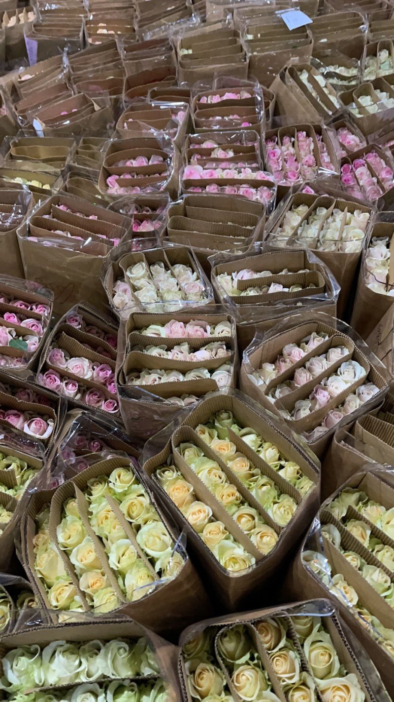 大量玫瑰有货，批发商快联系