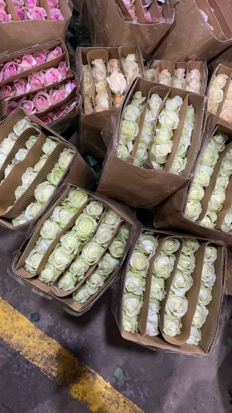 大量玫瑰有货，批发商快联系