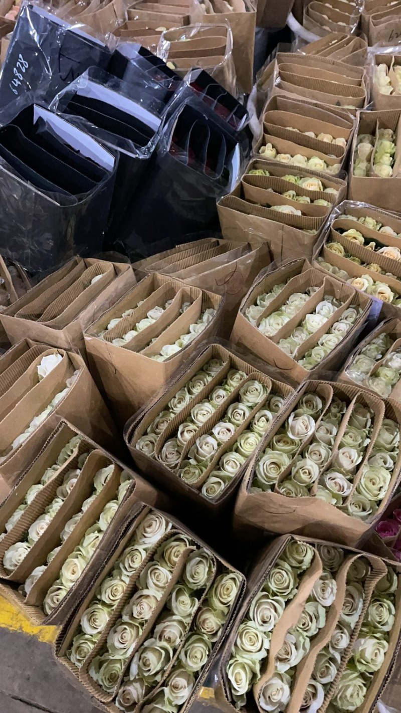 大量玫瑰有货，批发商快联系