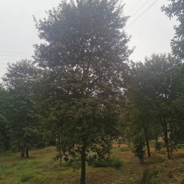 黄花风铃木