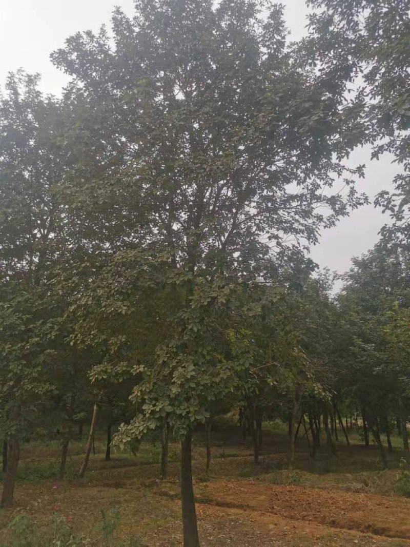 黄花风铃木