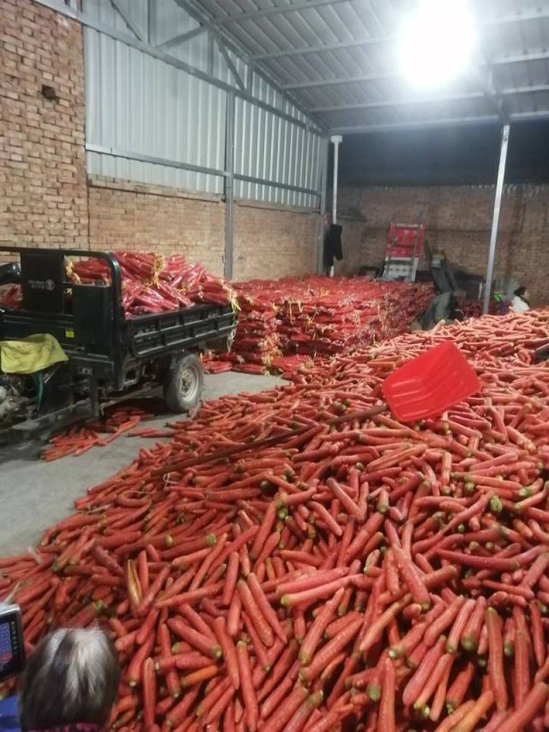 大荔万亩沙地胡萝卜大量上市供应社区平台，电商，市场