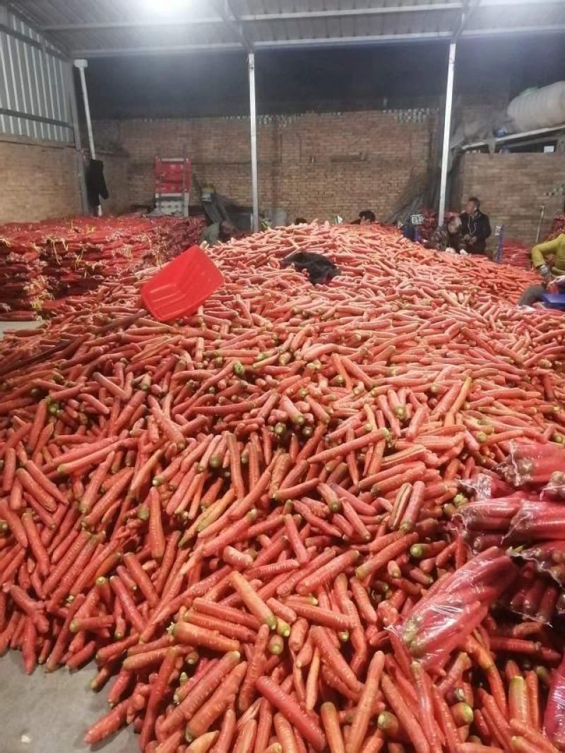 大荔万亩沙地胡萝卜大量上市供应社区平台，电商，市场