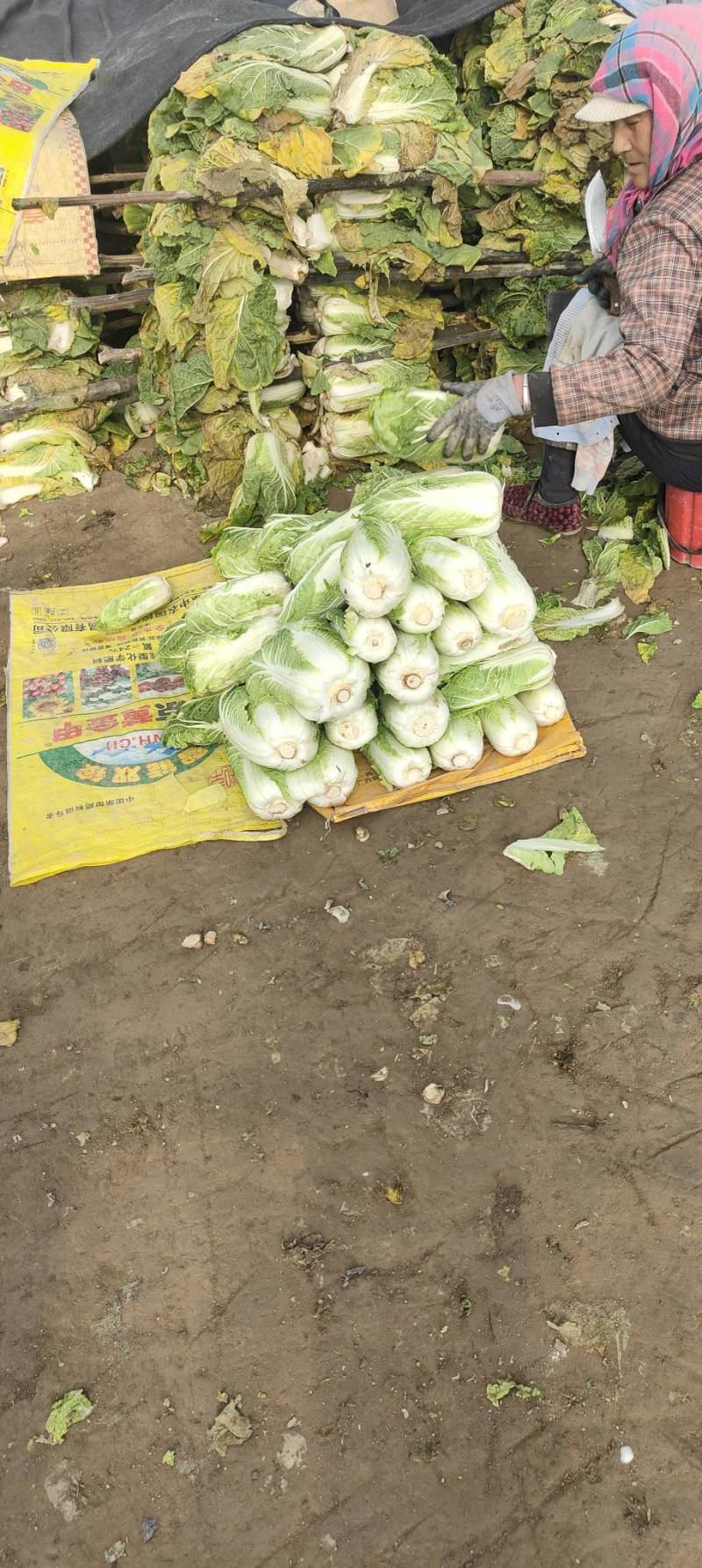 精品高山娃娃菜