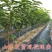 樱桃苗厘子正宗嫁接优质苗南北方种植现挖现发包成活包结果