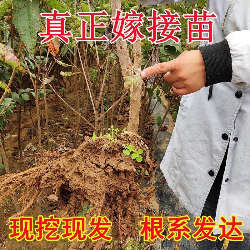 樱桃苗厘子正宗嫁接优质苗南北方种植现挖现发包成活包结果
