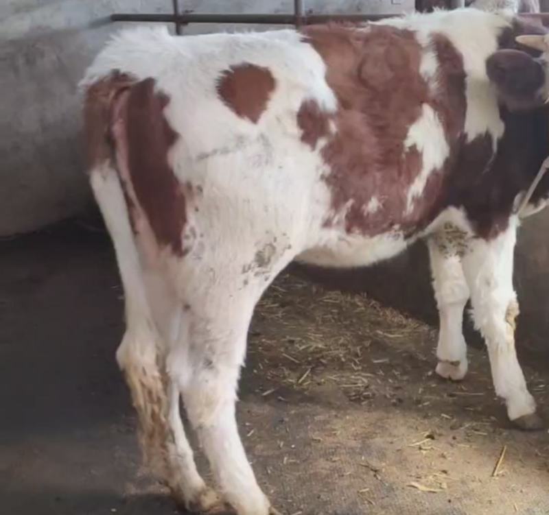 西门塔尔种牛贵州养殖合作社繁殖保胎完成母牛骨骼惊奇长势好