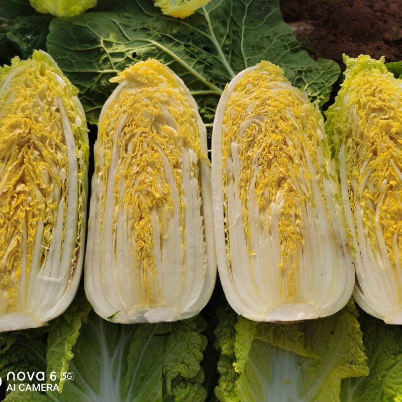 精品小娃娃菜