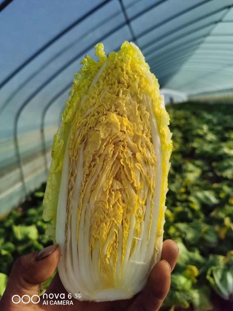 精品小娃娃菜