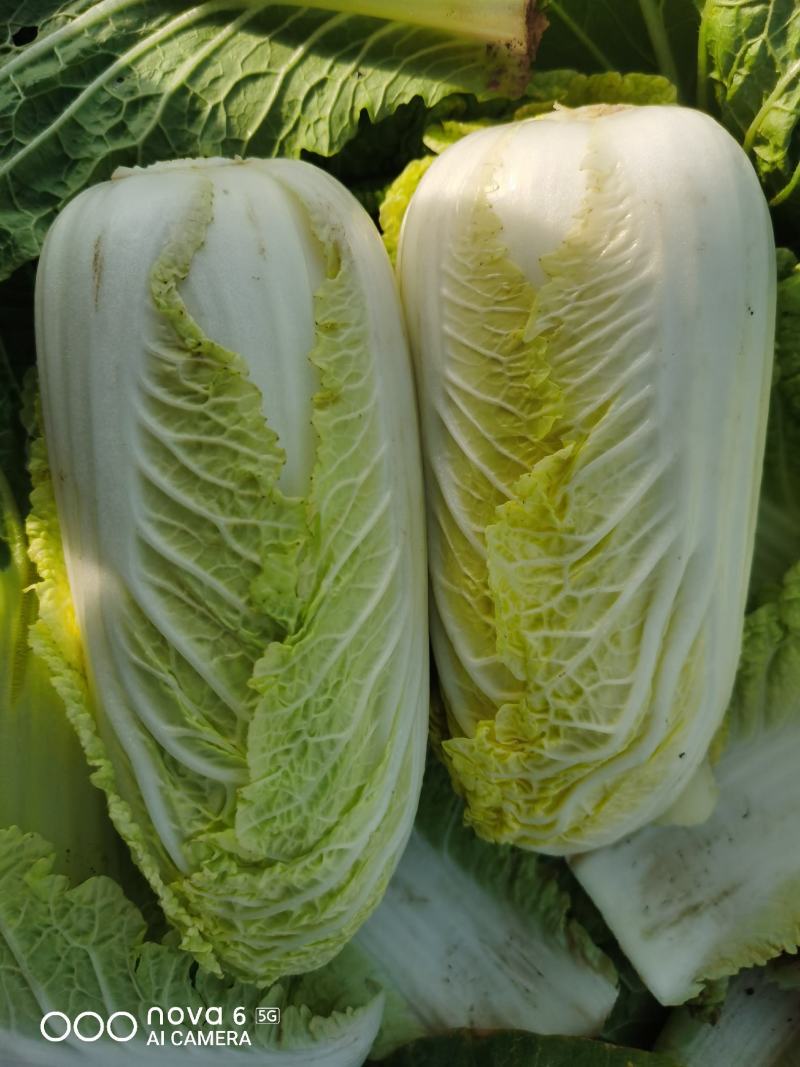 精品小娃娃菜