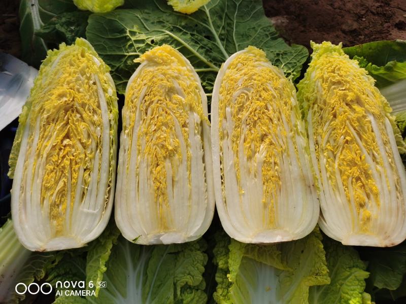 精品小娃娃菜