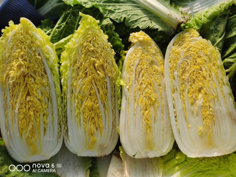 精品小娃娃菜