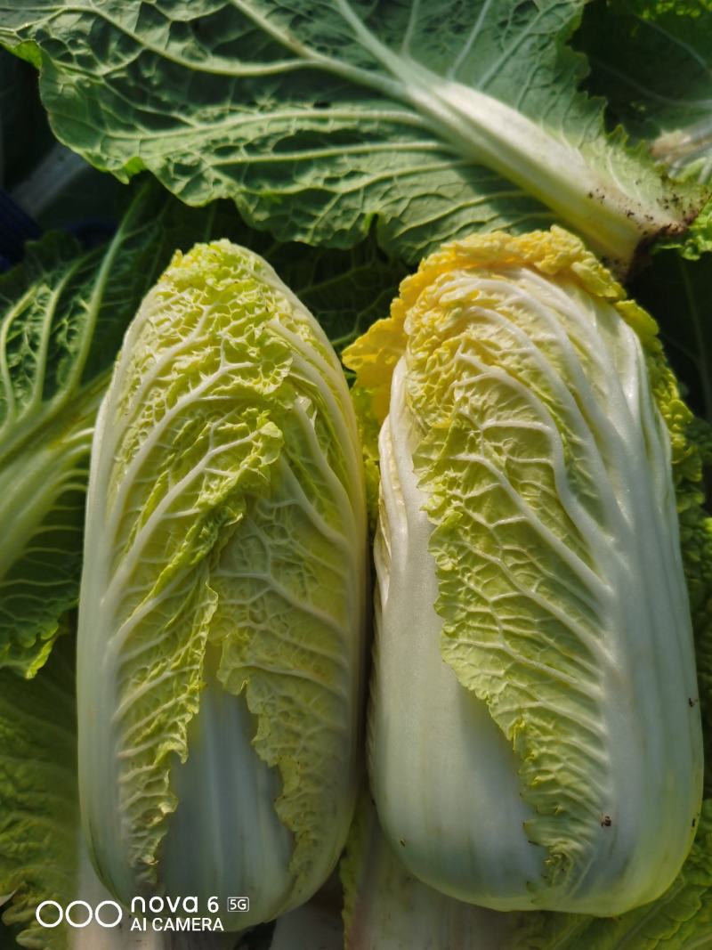 精品小娃娃菜