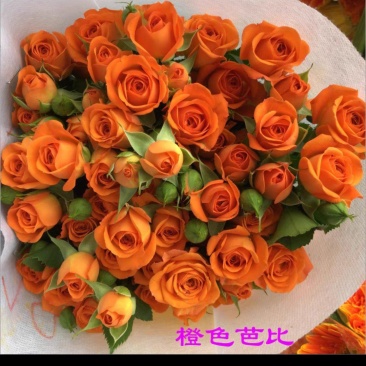 玫瑰鲜花基地直销鲜切花常年供应地摊花店婚庆