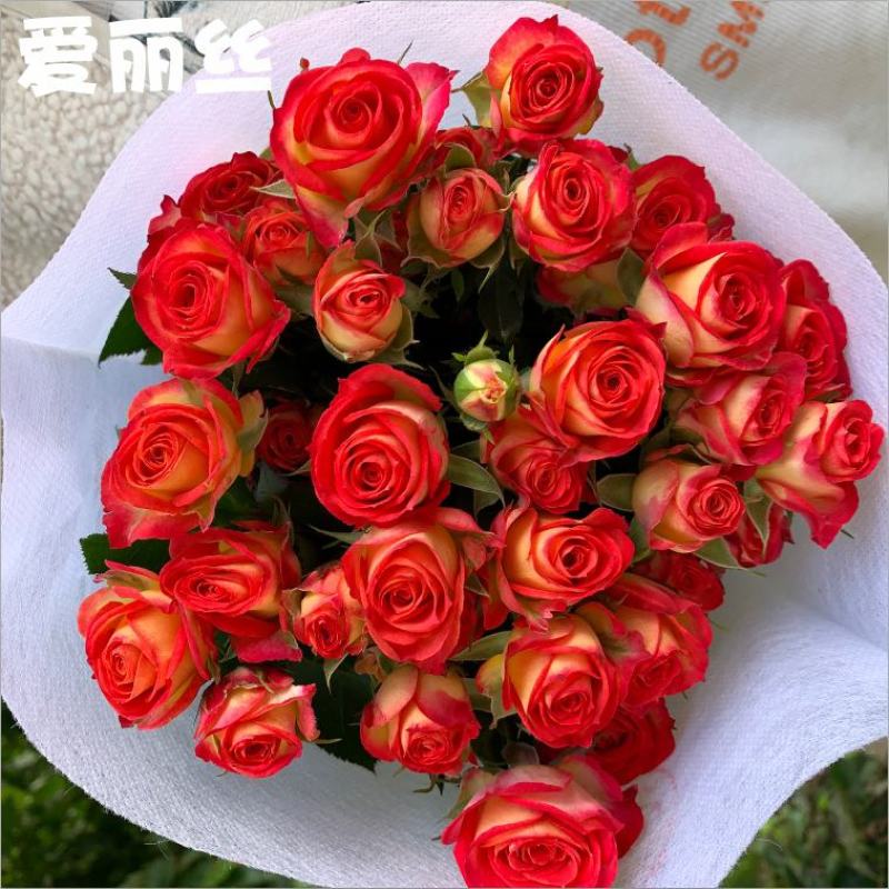 玫瑰鲜花基地直销鲜切花常年供应地摊花店婚庆