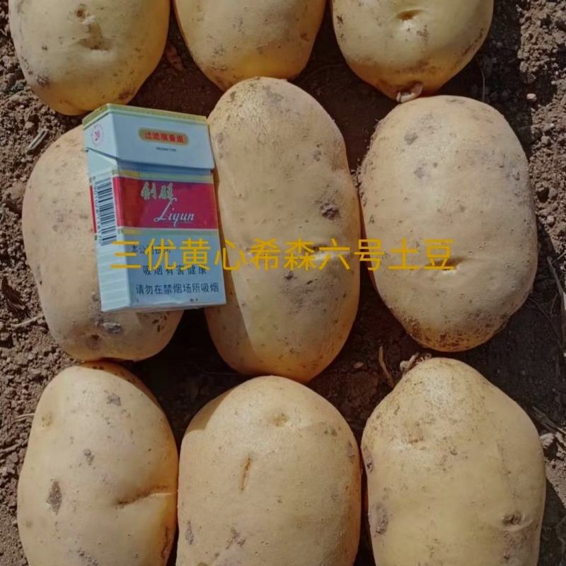 土豆V7荷兰实验1一件代发批发市场，电商货市场批发均可