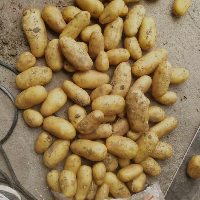 土豆V7荷兰实验大量现货全国发货，电商货市场批发均可