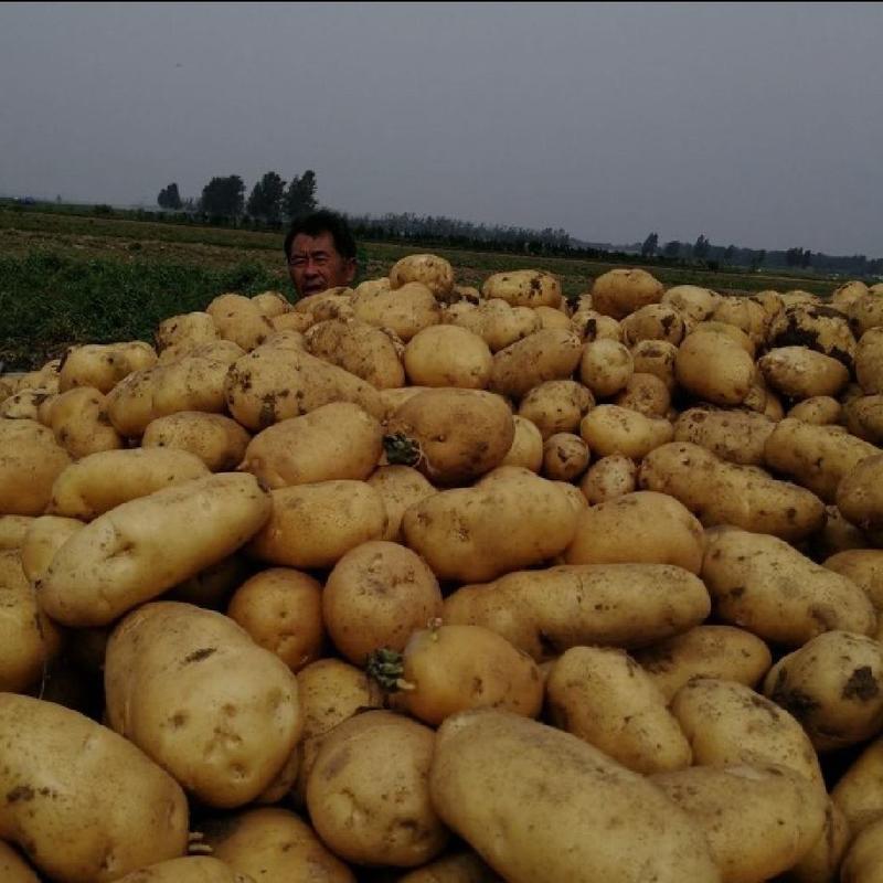 土豆V7荷兰实验大量现货全国发货，电商货市场批发均可