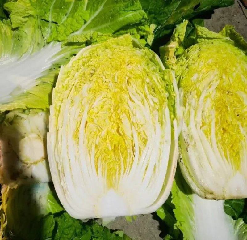 白菜，大白菜，基地直发，量大从优，一手货源，欢迎采购