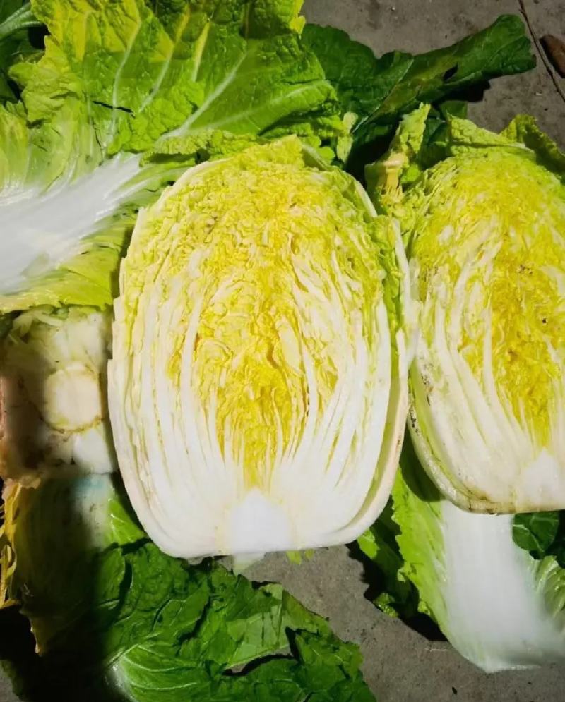白菜，大白菜，基地直发，量大从优，一手货源，欢迎采购