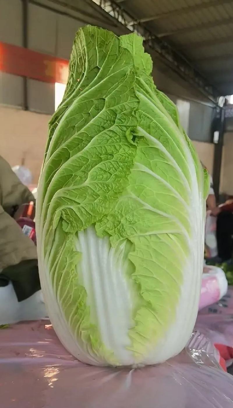 白菜，大白菜，基地直发，量大从优，一手货源，欢迎采购