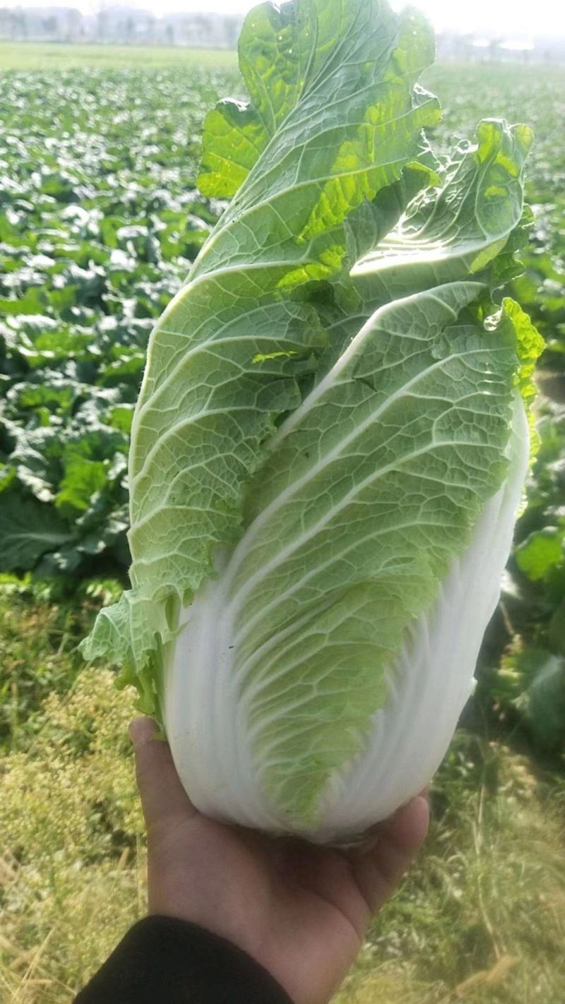 白菜，大白菜，基地直发，量大从优，一手货源，欢迎采购