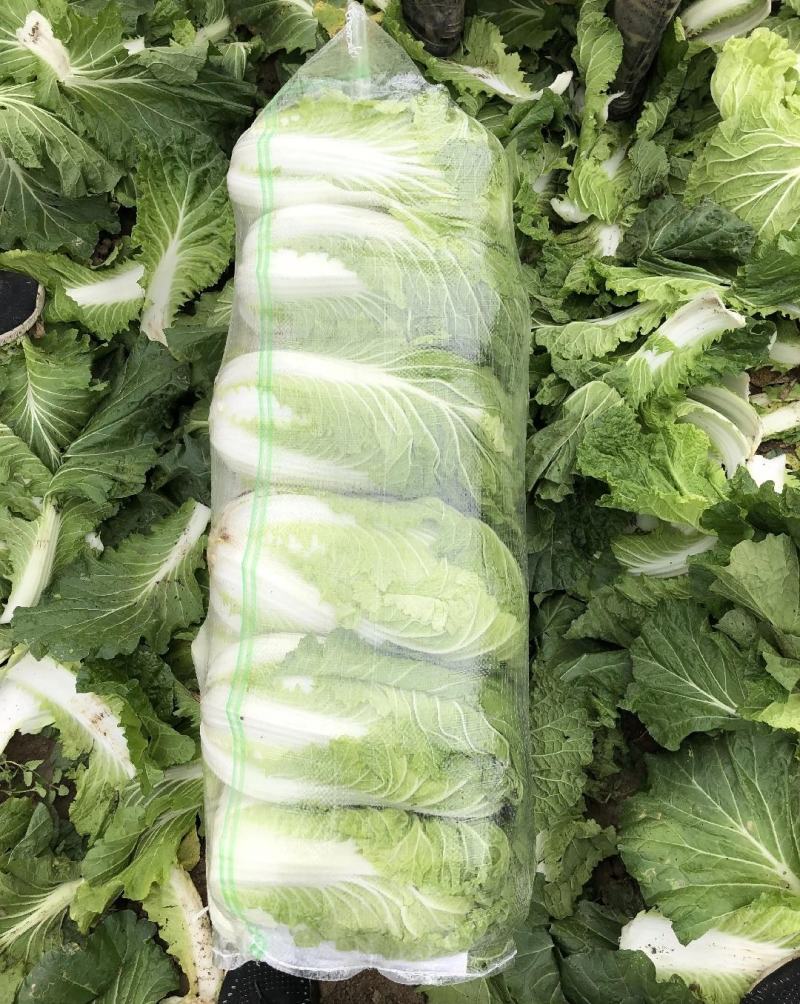 白菜，大白菜，基地直发，量大从优，一手货源，欢迎采购