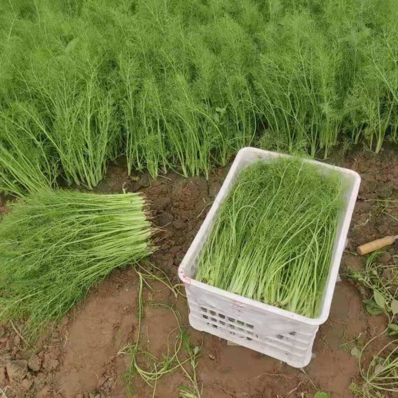 【畅销】精品小茴香产地货源质量保证价格公道