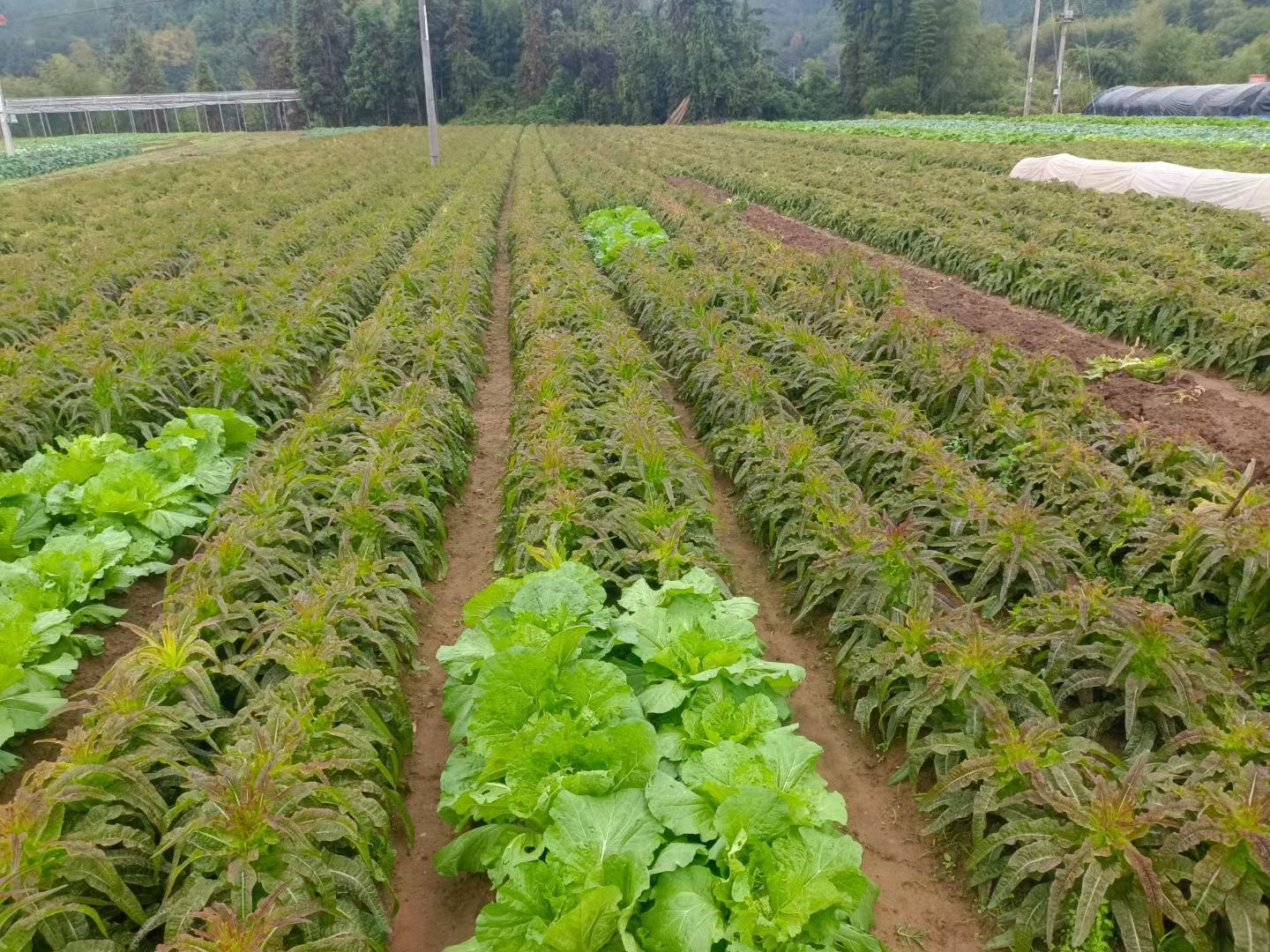 不同种类的莴苣排列展示