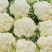 【热销】河北邯郸松花花菜产地货源质量保证价格实惠公道