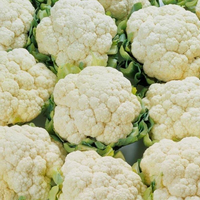 【热销】河北邯郸松花花菜产地货源质量保证价格实惠公道