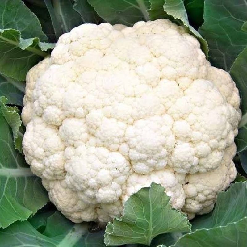 【热销】河北邯郸松花花菜产地货源质量保证价格实惠公道