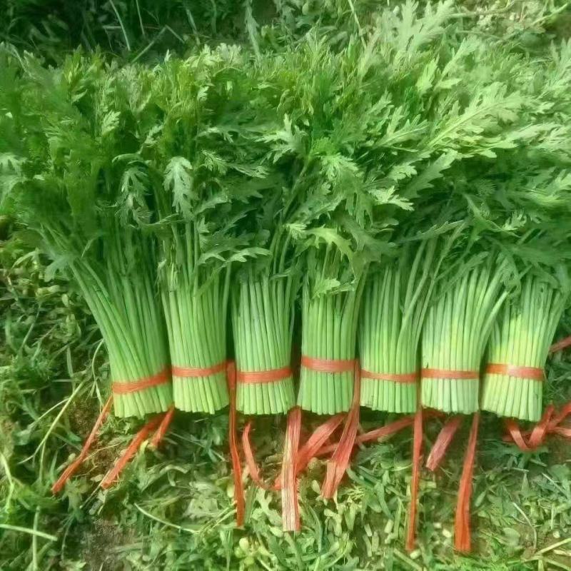【推荐】茼蒿产地货源质量保证价格实惠公道