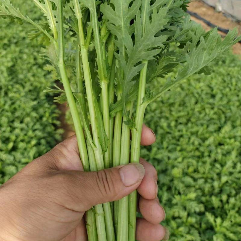 【推荐】茼蒿产地货源质量保证价格实惠公道