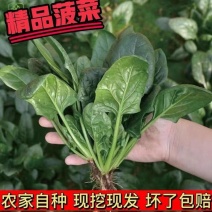 大叶菠菜产地货源质量保证价格实惠公道欢迎下单