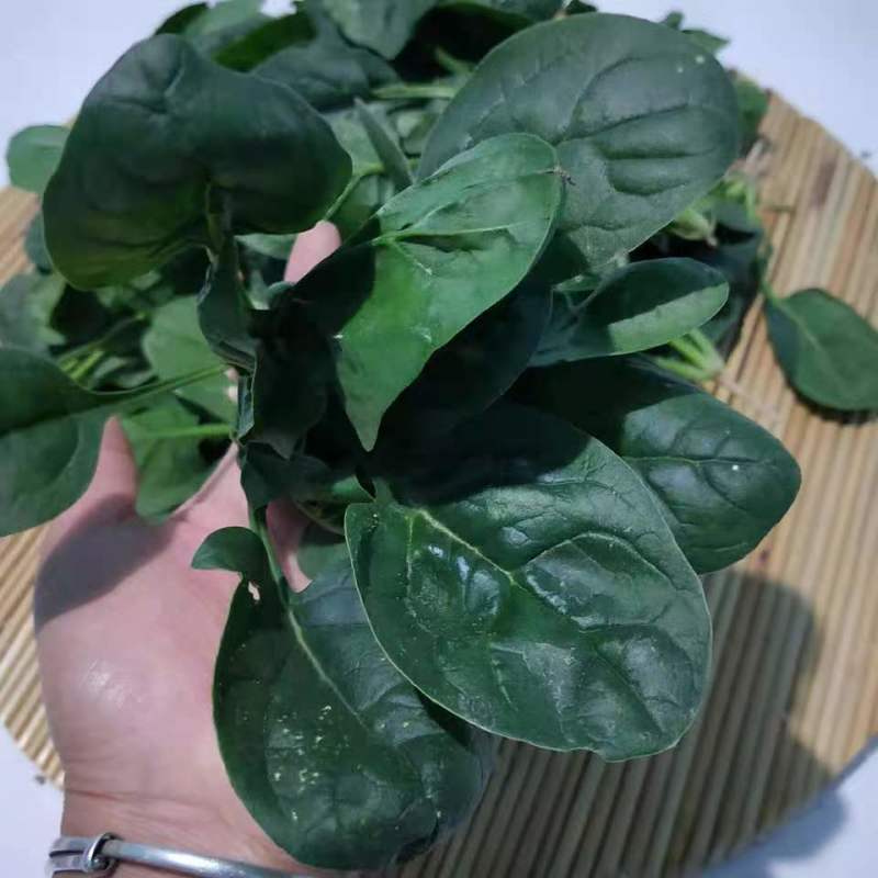大叶菠菜产地货源质量保证价格实惠公道欢迎下单