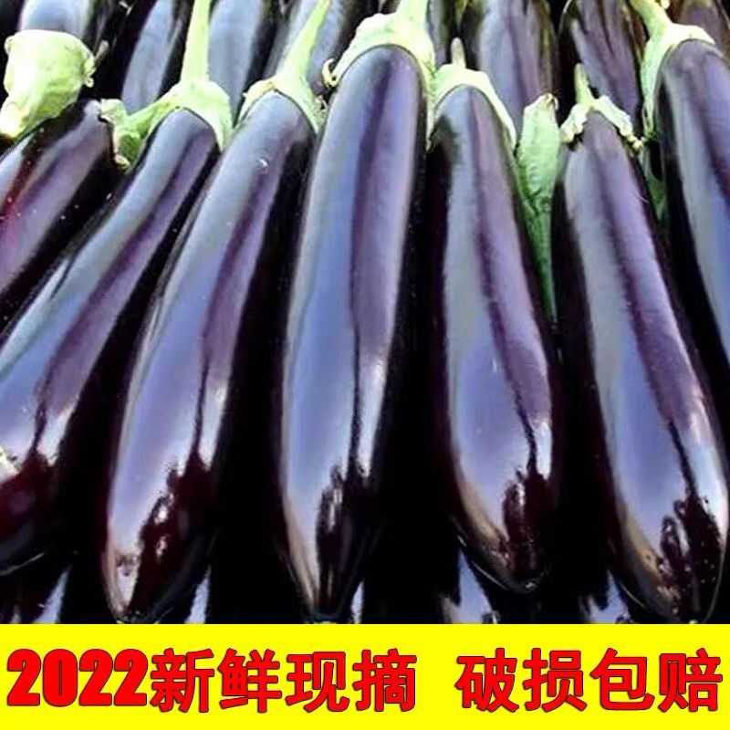 【诚信商家】长茄产地货源质量保证价格实惠公道