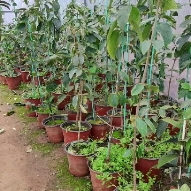 木绣球批发]中华木绣球大花斗扦插苗二十公分左右耐热抗寒适合全国种植